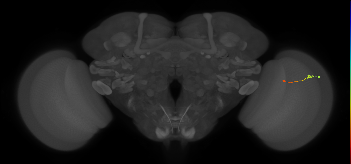 Tm9_R (MaleCNS:120884)