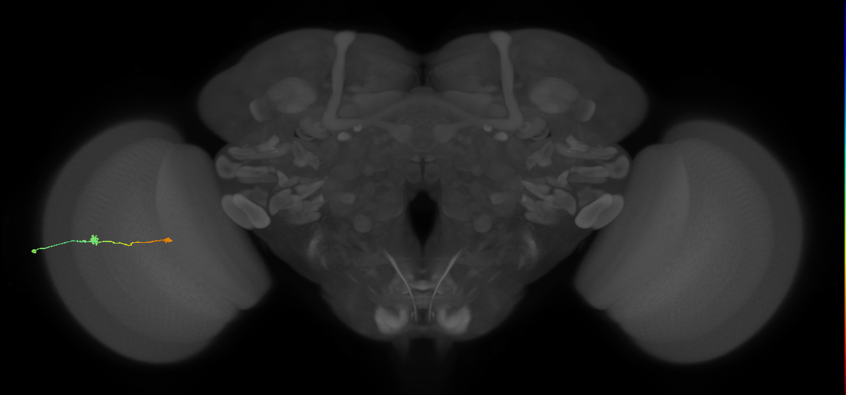 Tm9_L (MaleCNS:101395)