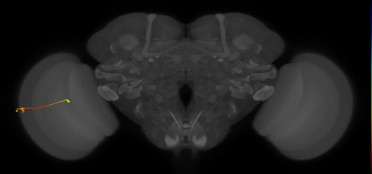 Tm9_L (MaleCNS:541617)