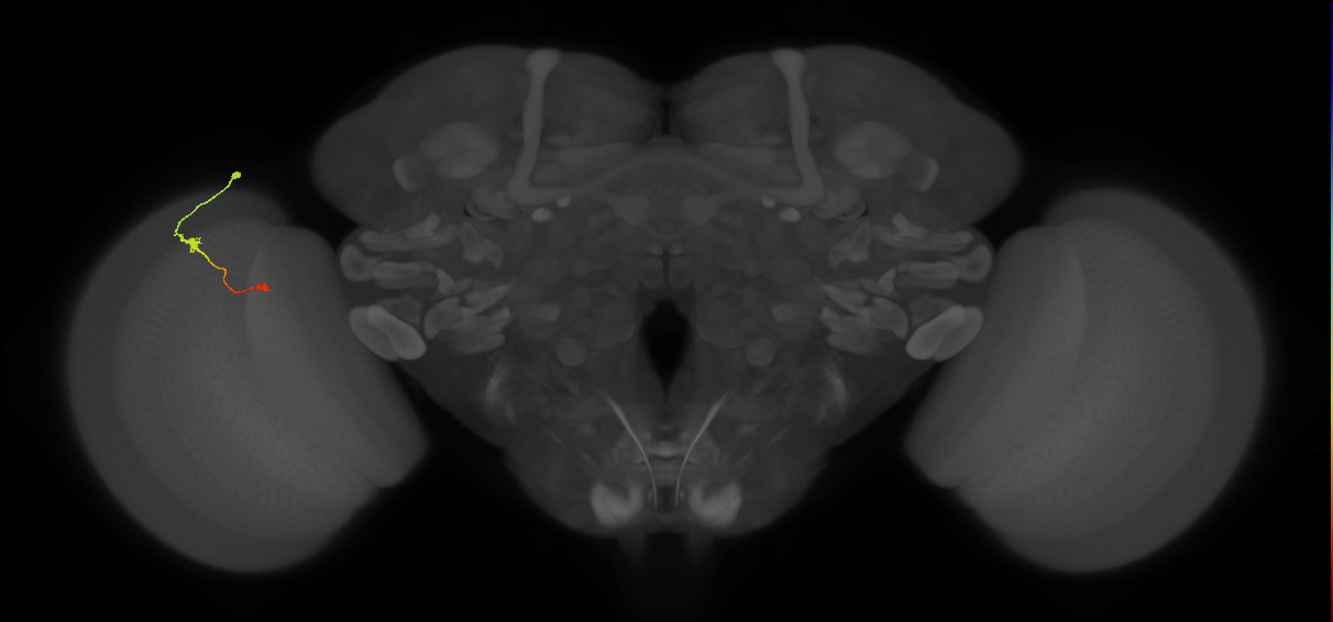 Tm9_L (MaleCNS:115116)