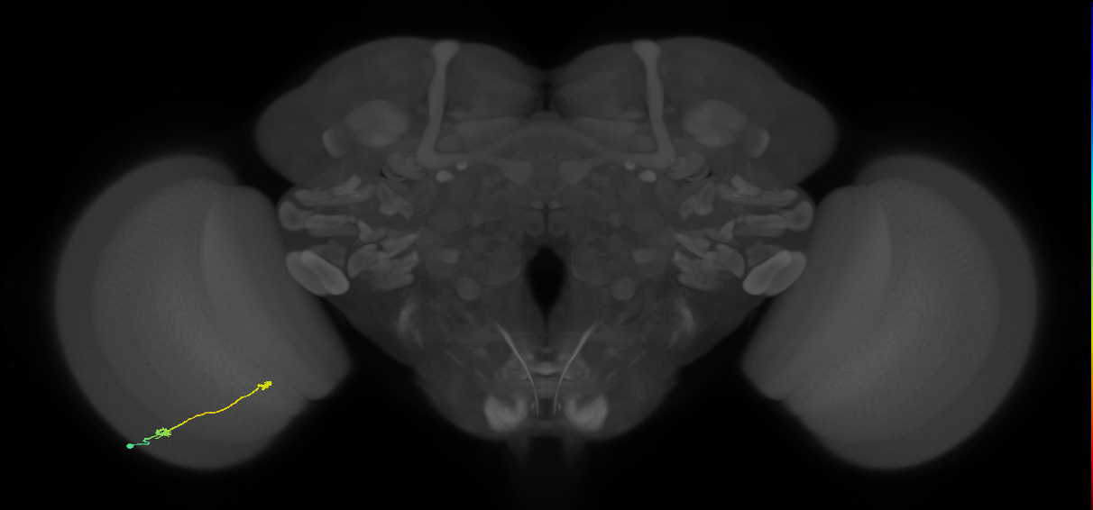 Tm9_L (MaleCNS:147755)
