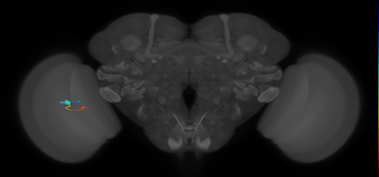 Tm9_L (MaleCNS:145164)