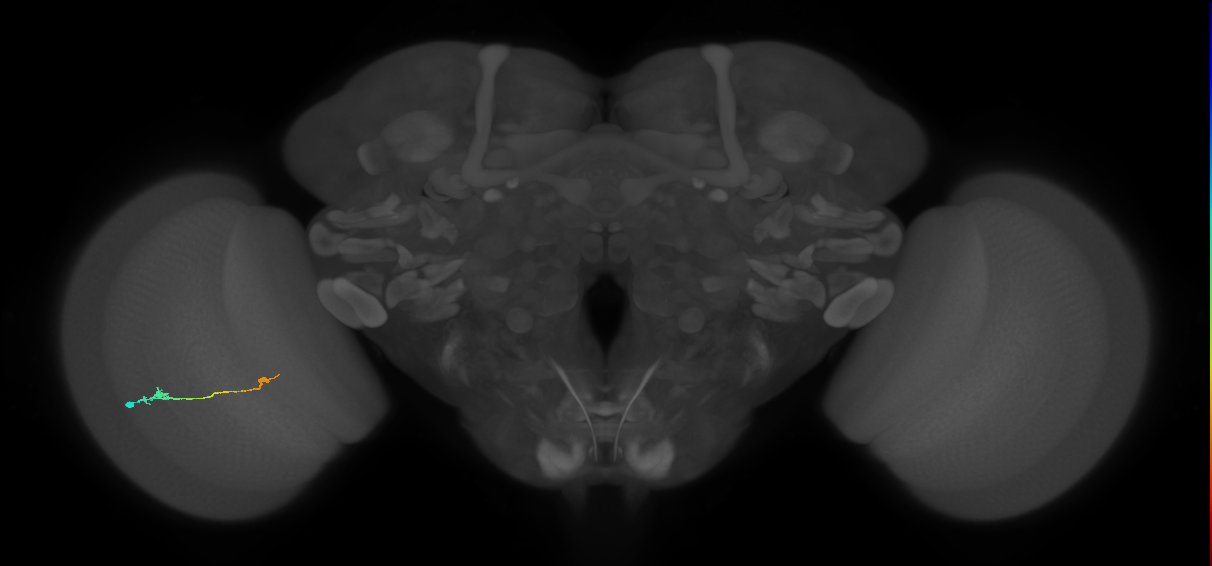 Tm9_L (MaleCNS:97425)