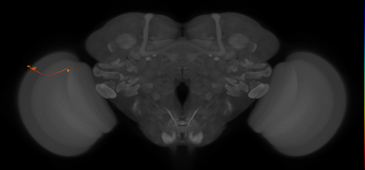 Tm9_L (MaleCNS:139586)