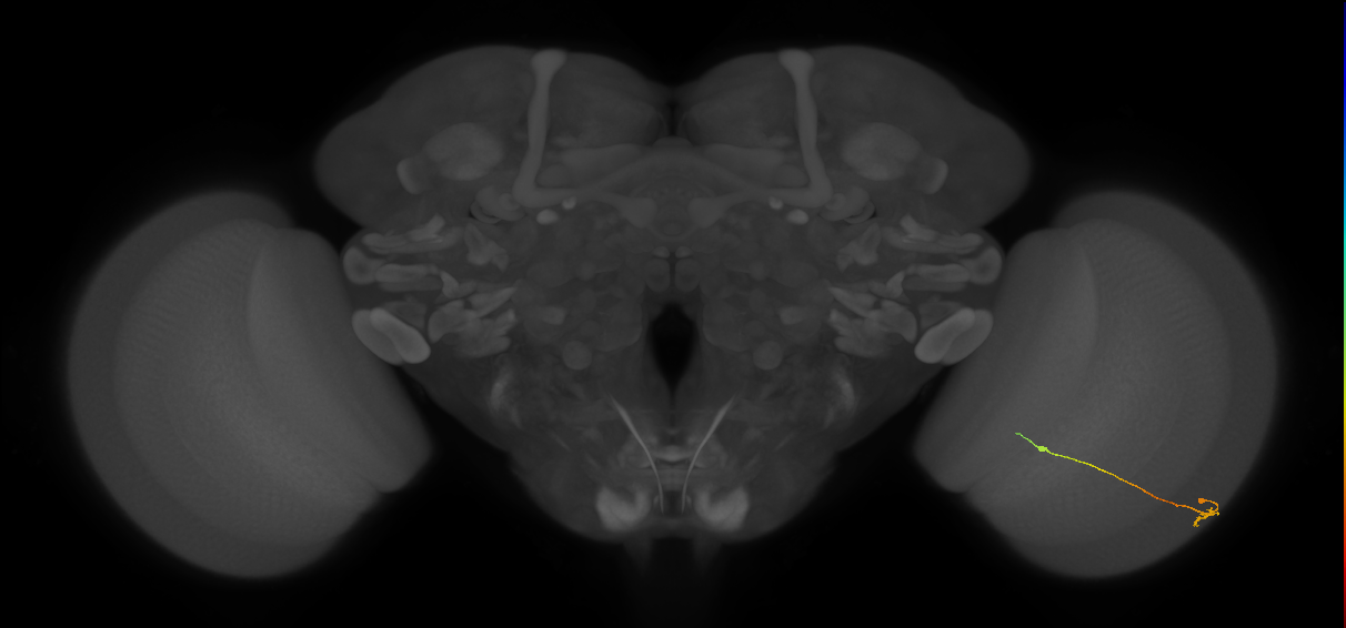 Tm9_R (MaleCNS:139876)