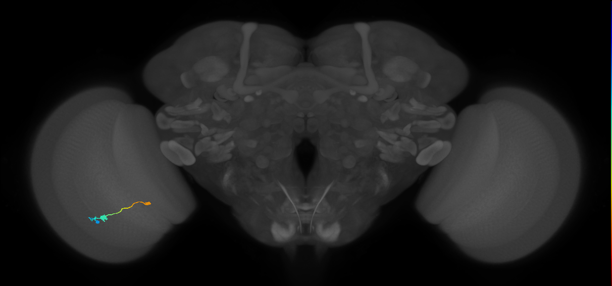 Tm9_L (MaleCNS:101964)