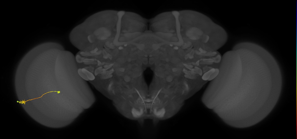 Tm9_L (MaleCNS:567119)