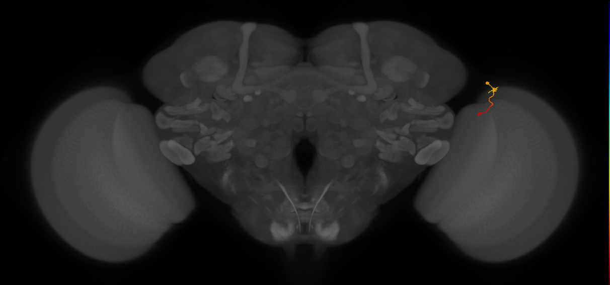 Tm9_R (MaleCNS:157978)