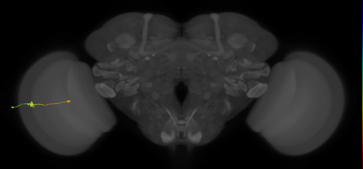 Tm9_L (MaleCNS:118094)