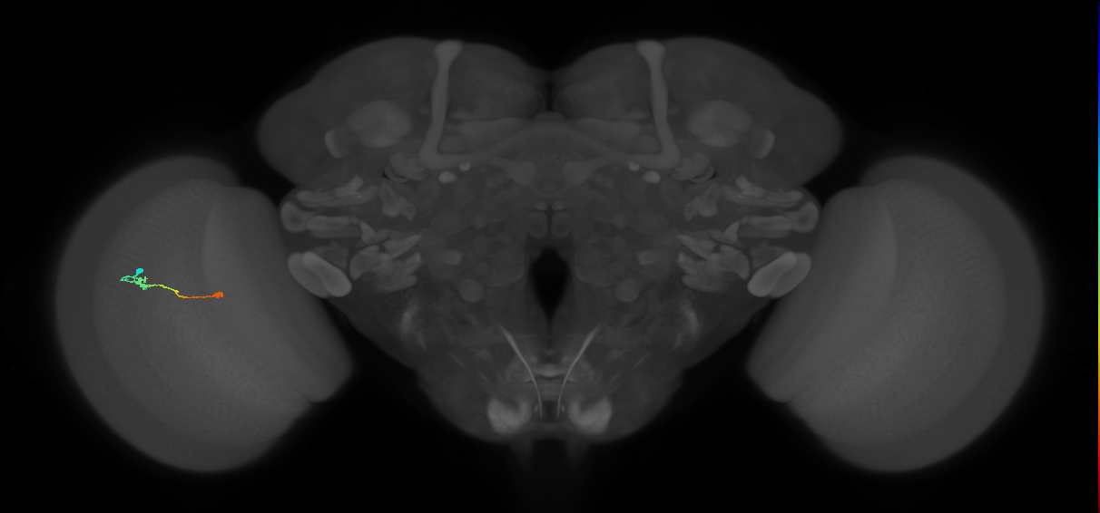 Tm9_L (MaleCNS:64523)