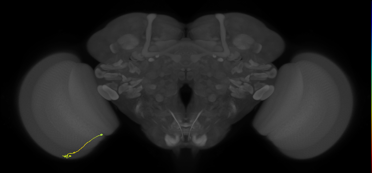 Tm9_L (MaleCNS:149370)