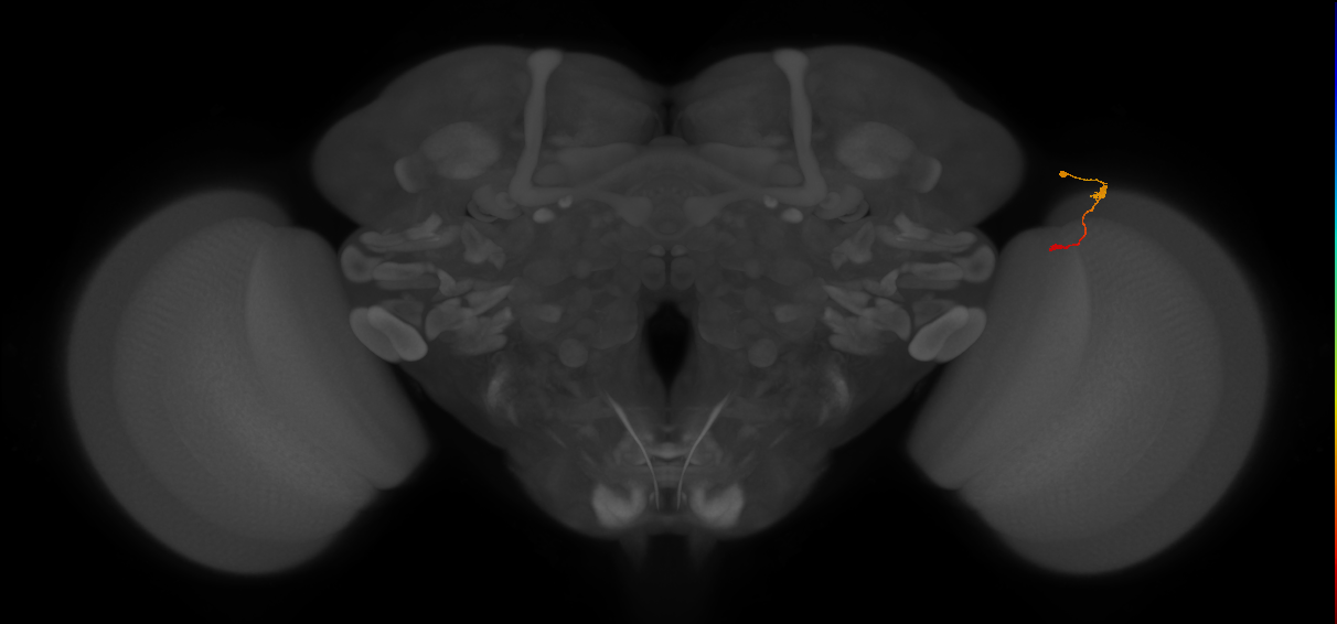 Tm9_R (MaleCNS:162231)