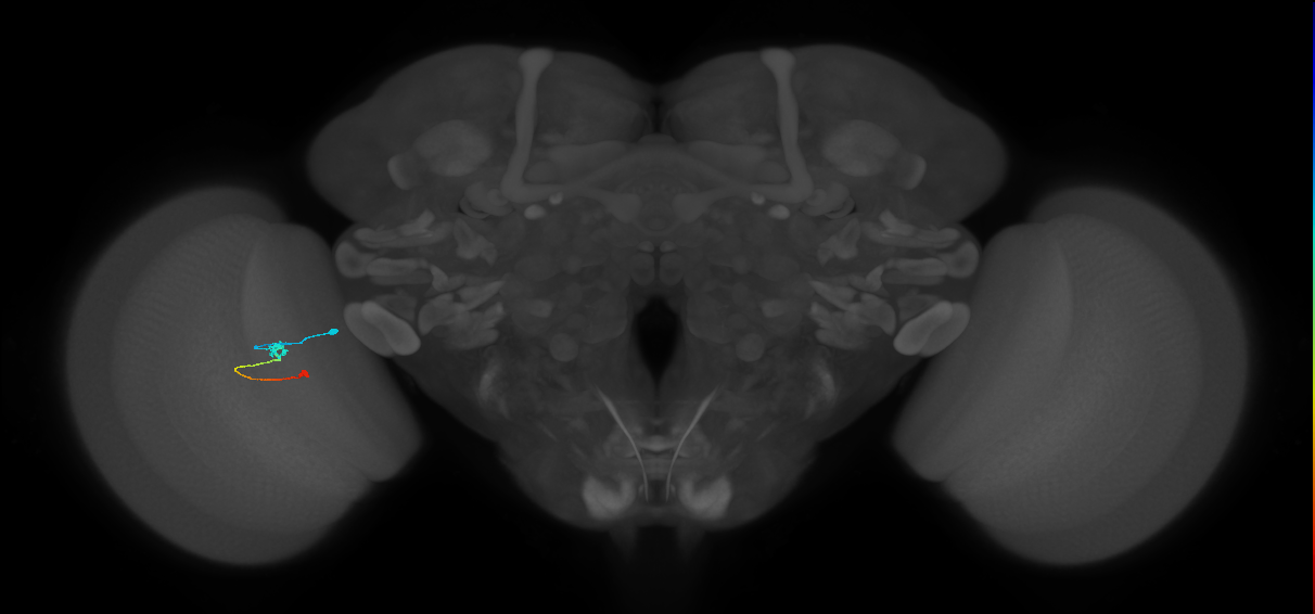 Tm9_L (MaleCNS:183610)