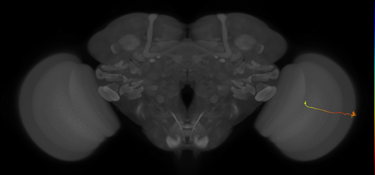 Tm9_R (MaleCNS:141396)