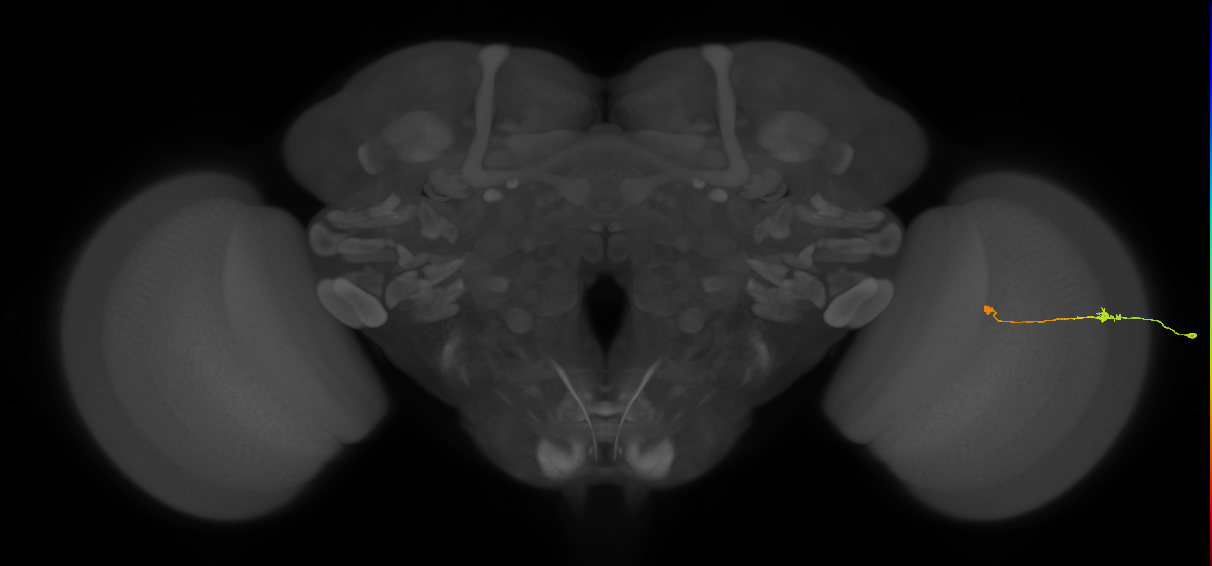 Tm9_R (MaleCNS:156783)