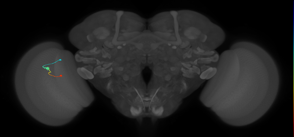 Tm9_L (MaleCNS:149214)