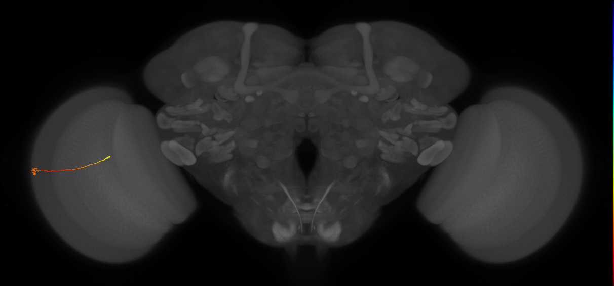 Tm9_L (MaleCNS:212387)