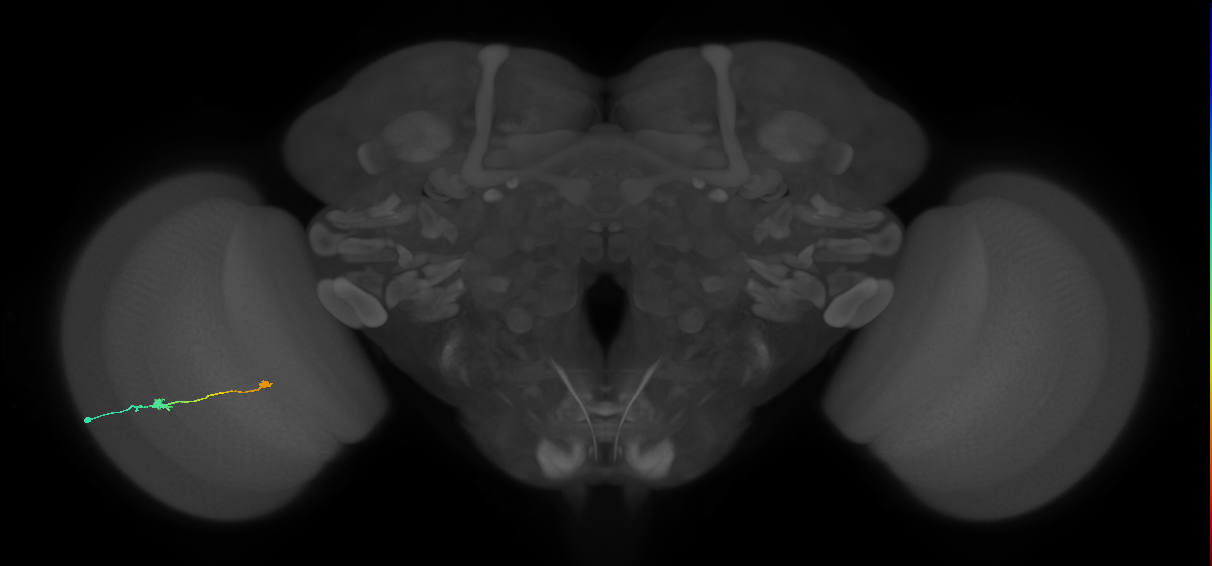 Tm9_L (MaleCNS:95795)