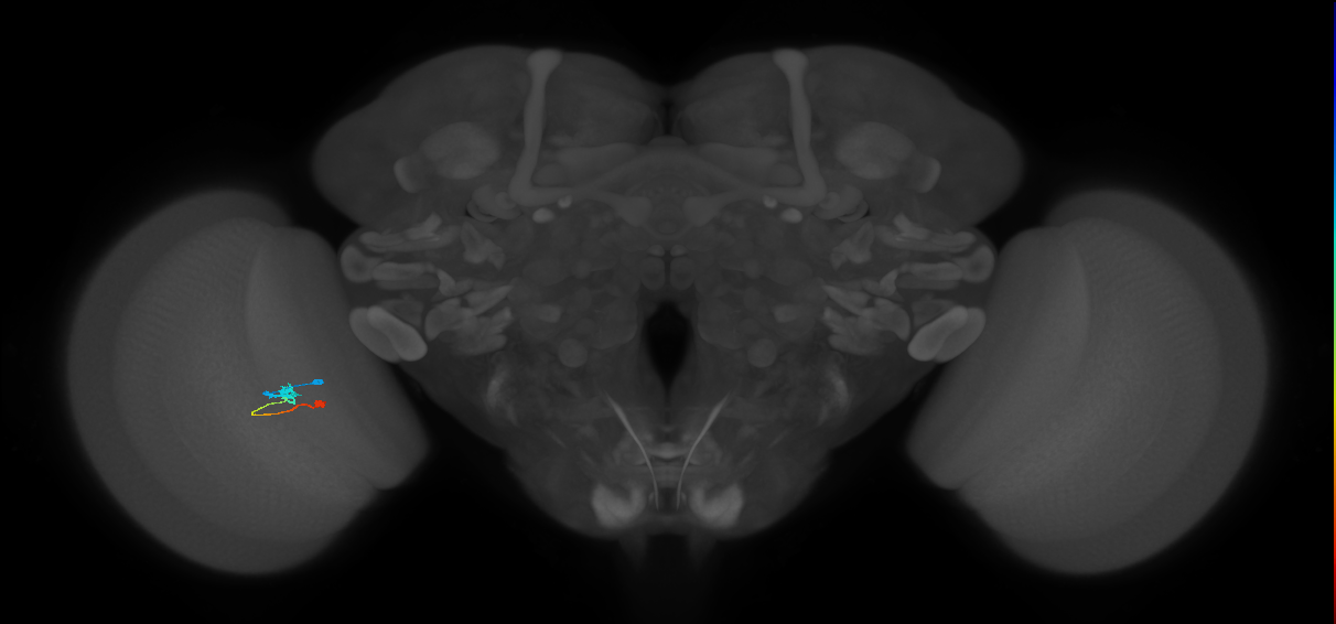 Tm9_L (MaleCNS:552896)