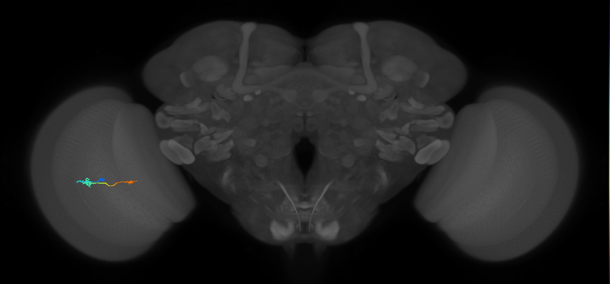 Tm9_L (MaleCNS:90663)