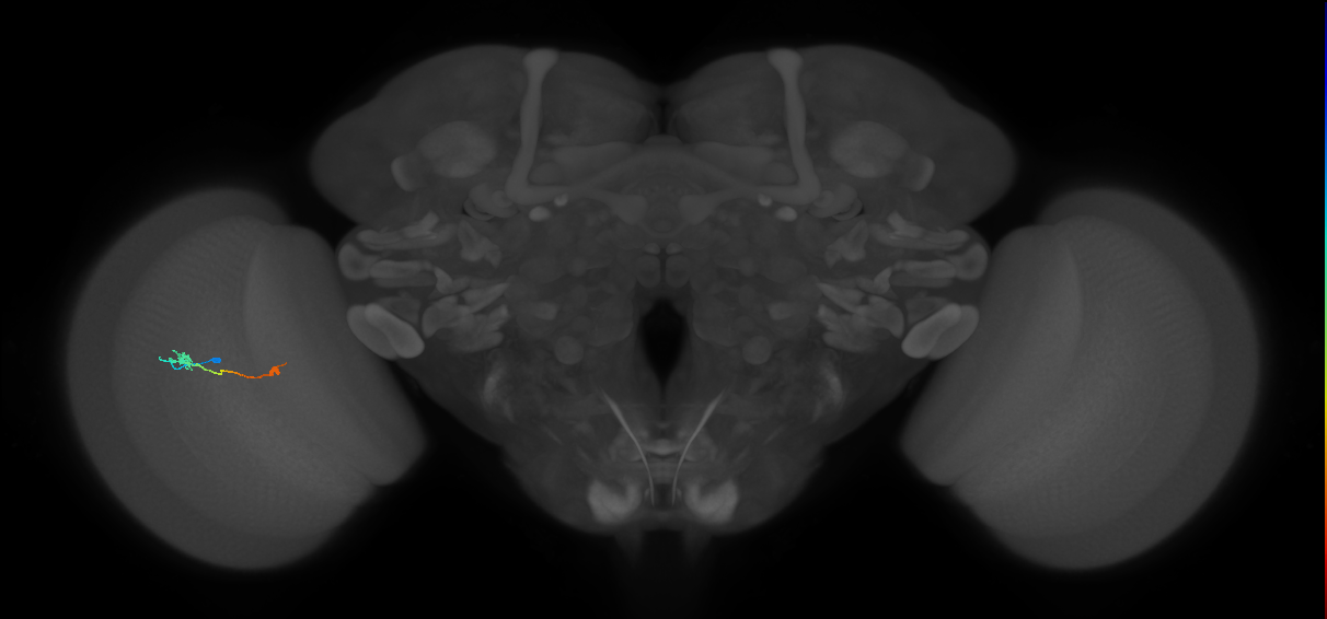 Tm9_L (MaleCNS:149775)