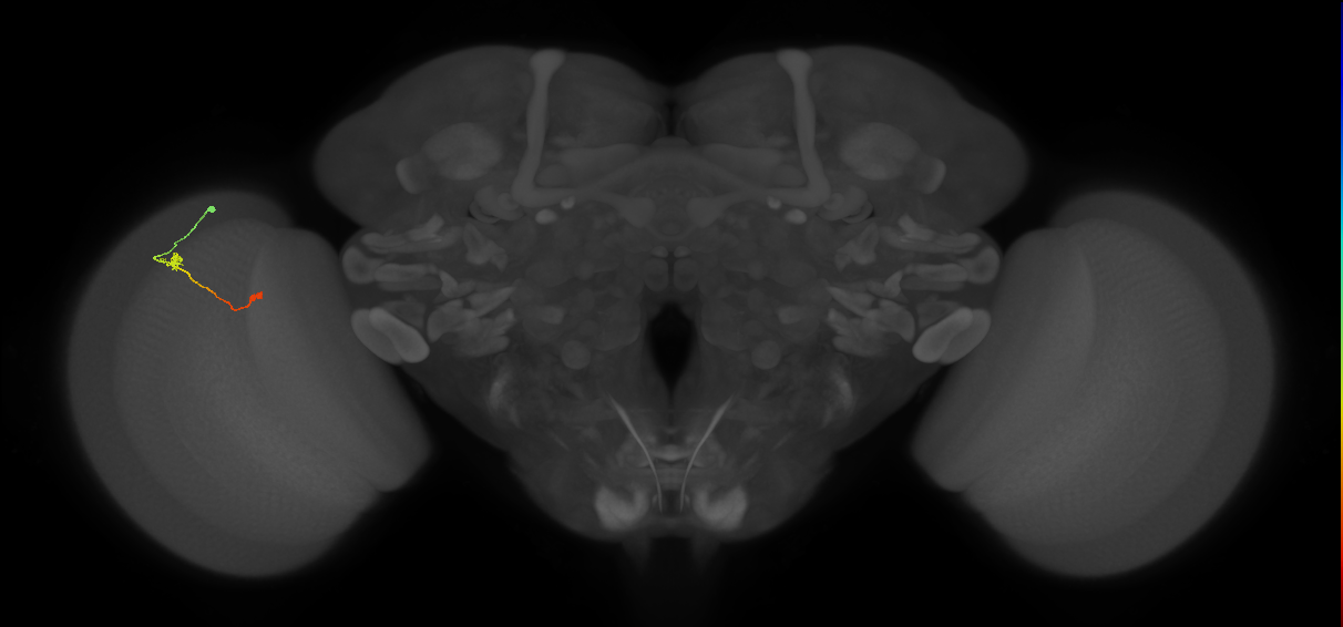 Tm9_L (MaleCNS:162320)