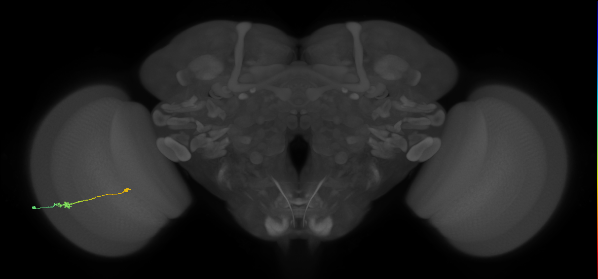 Tm9_L (MaleCNS:58537)