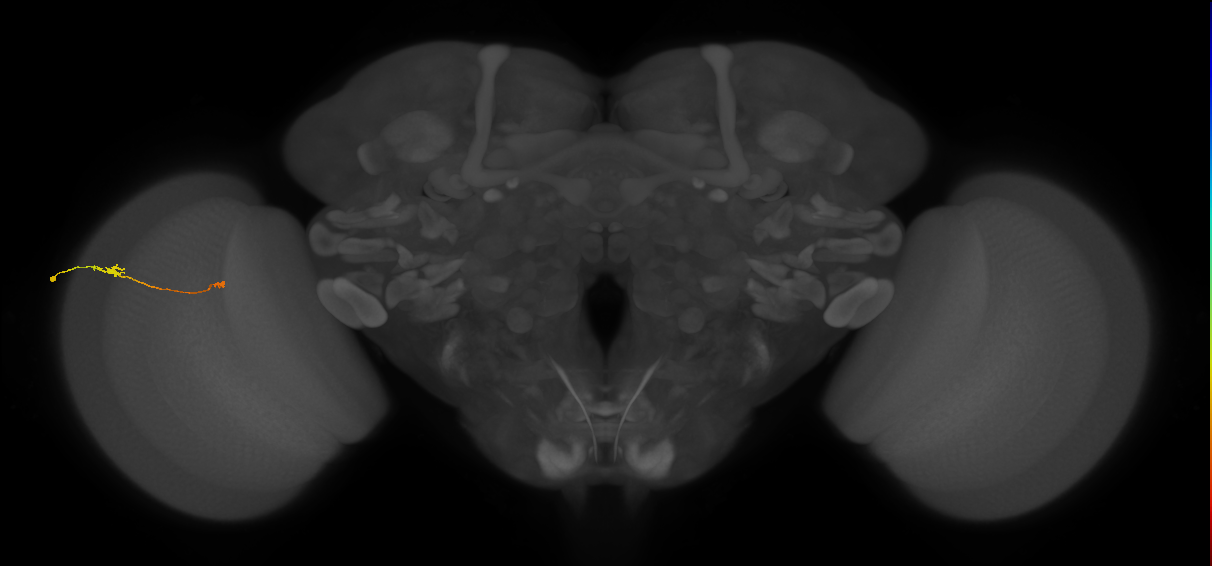 Tm9_L (MaleCNS:134433)