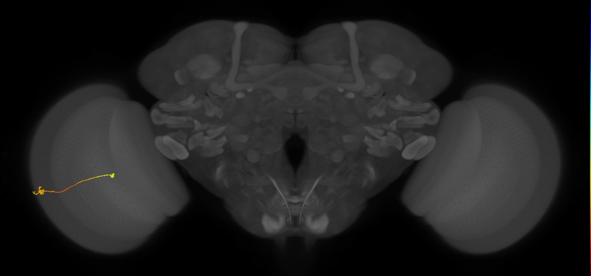 Tm9_L (MaleCNS:550990)
