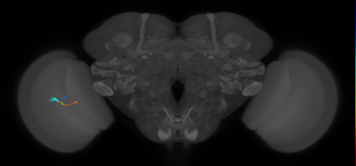 Tm9_L (MaleCNS:25072)