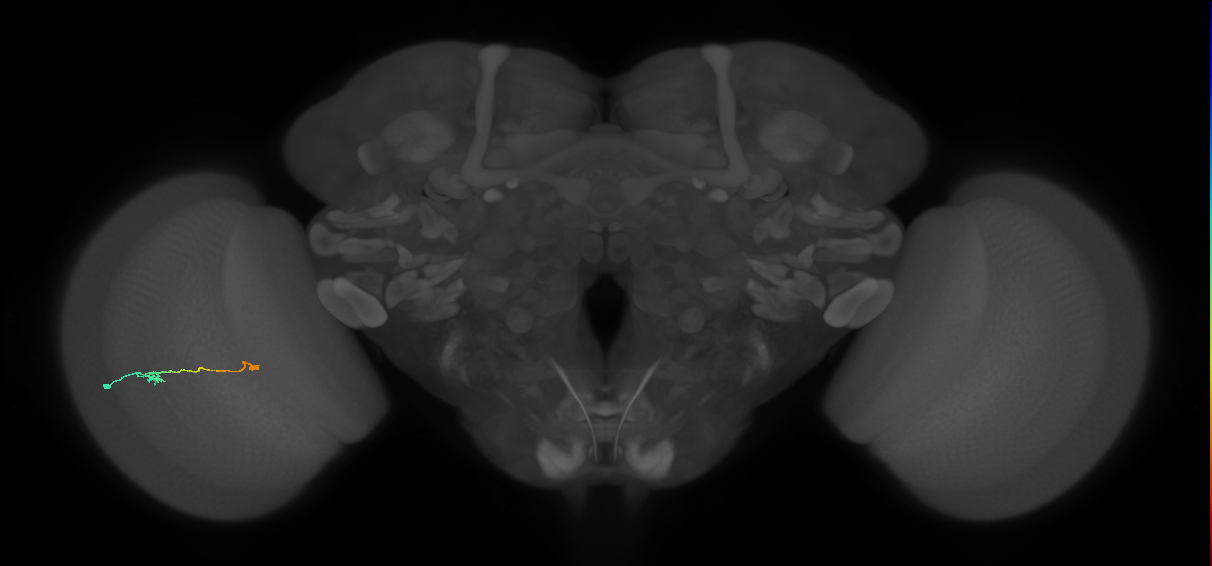 Tm9_L (MaleCNS:94029)