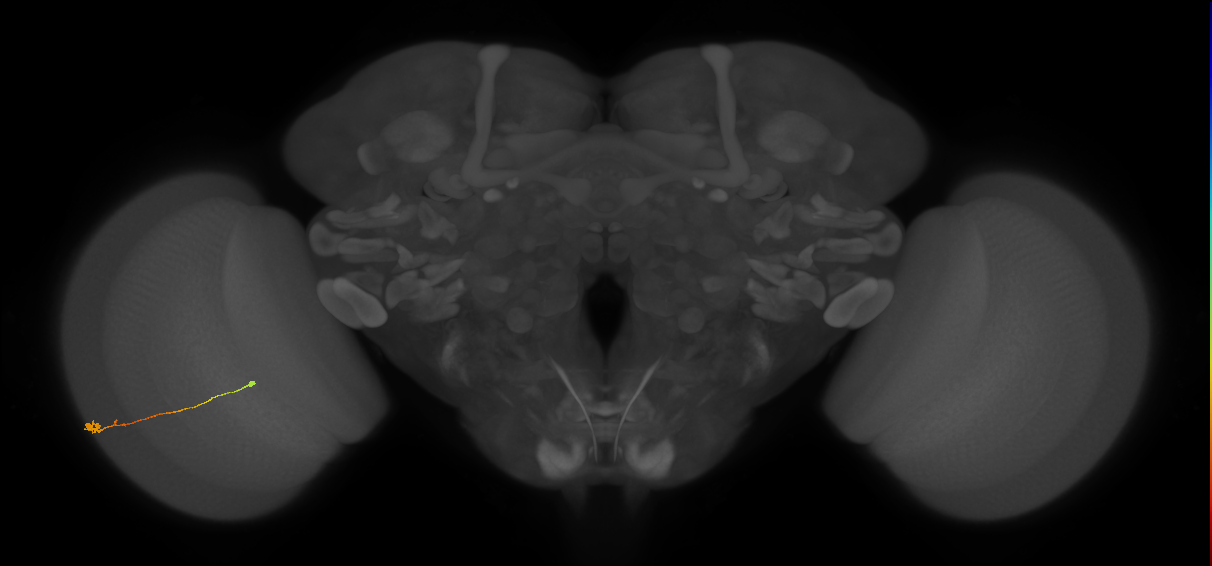 Tm9_L (MaleCNS:208051)