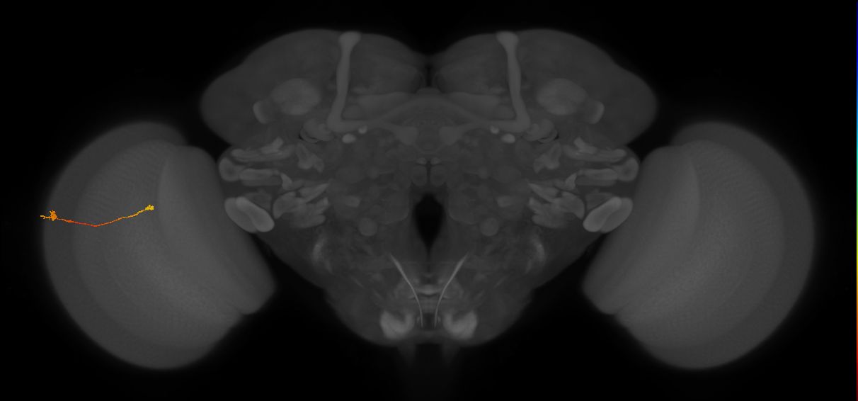 Tm9_L (MaleCNS:162812)
