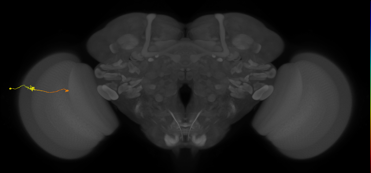 Tm9_L (MaleCNS:160156)