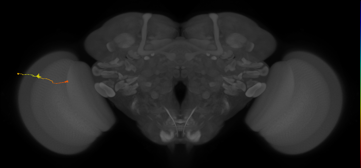 Tm9_L (MaleCNS:121786)