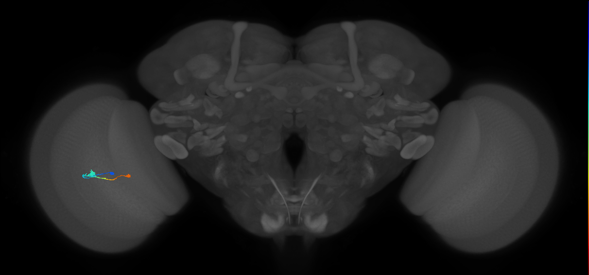 Tm9_L (MaleCNS:94749)