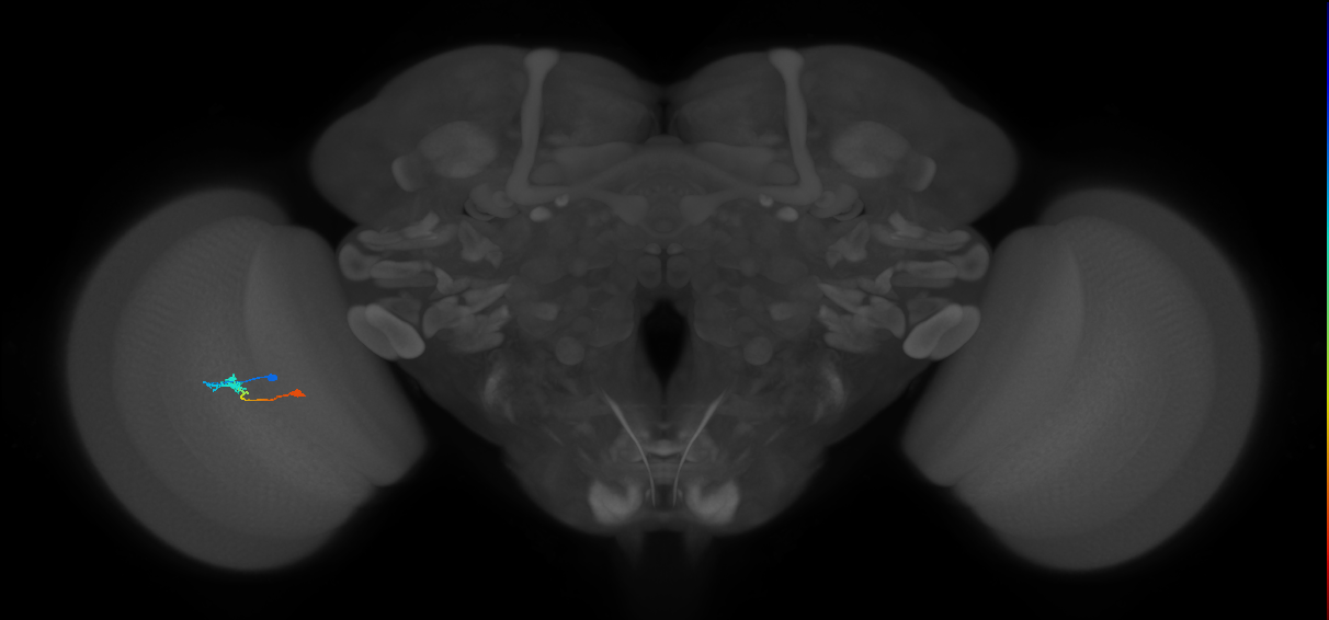 Tm9_L (MaleCNS:84872)