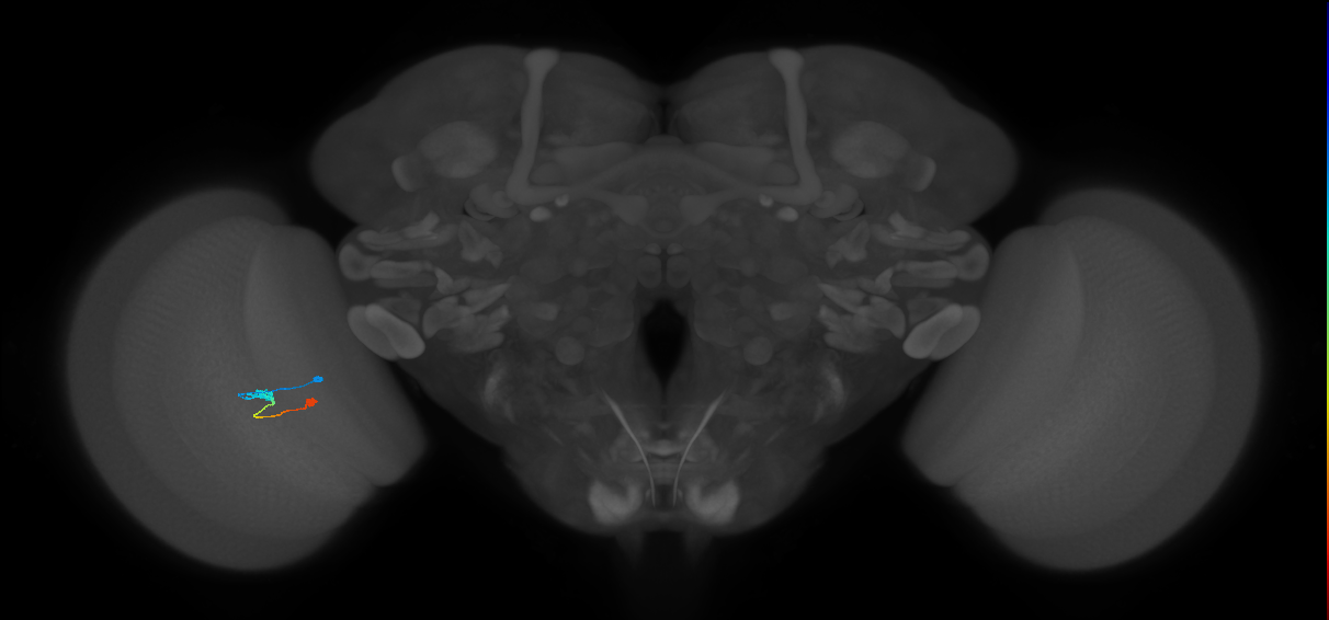 Tm9_L (MaleCNS:513273)