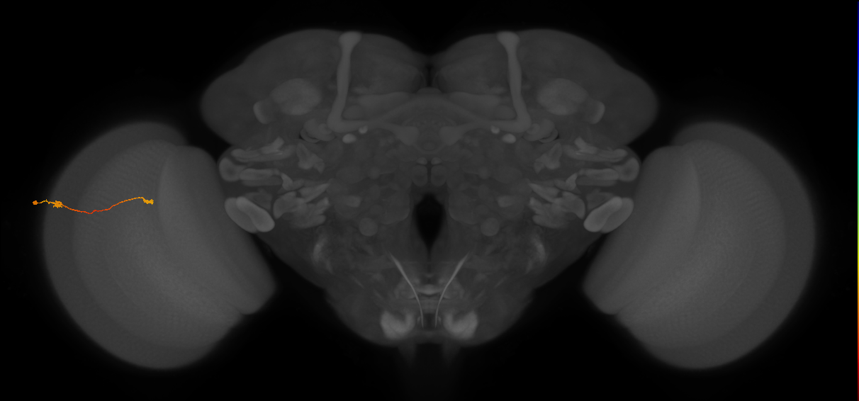 Tm9_L (MaleCNS:158109)