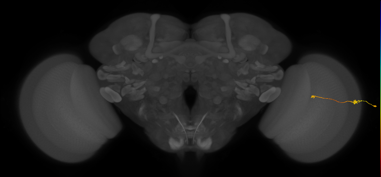 Tm9_R (MaleCNS:154049)