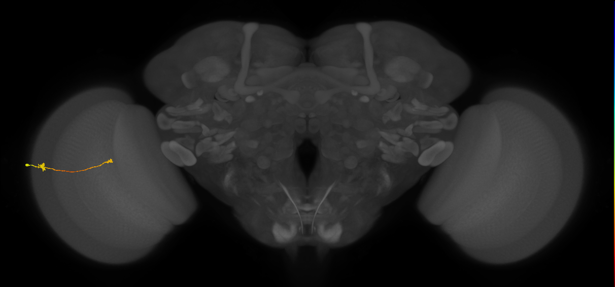 Tm9_L (MaleCNS:549260)