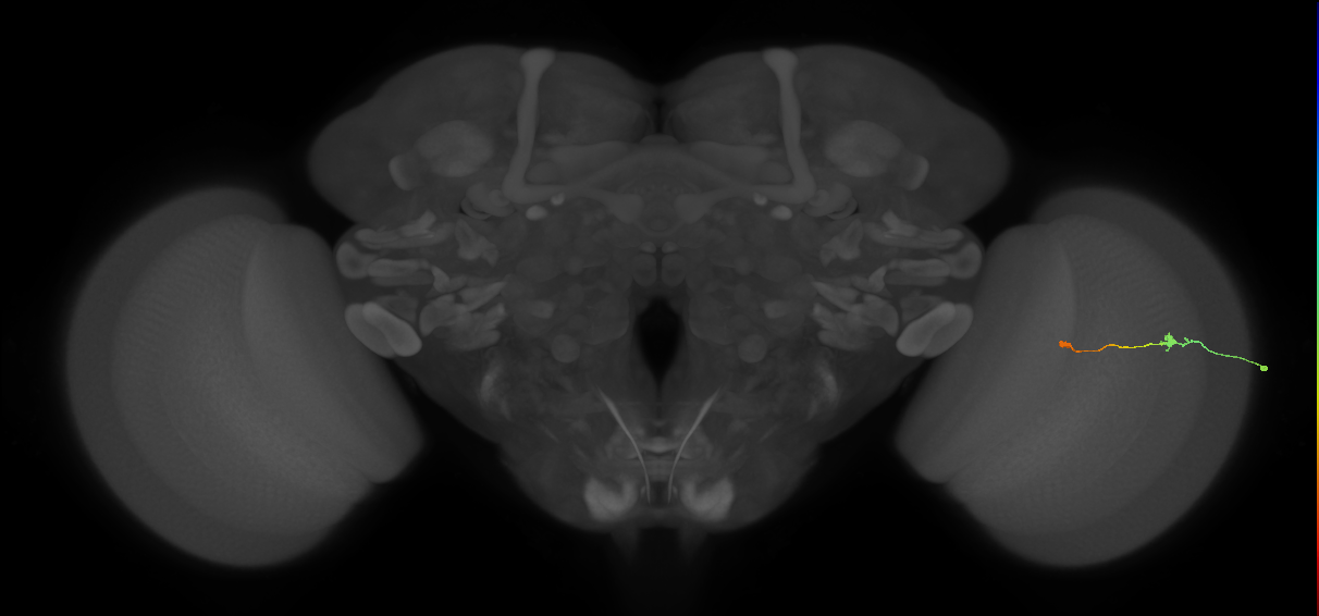Tm9_R (MaleCNS:160978)