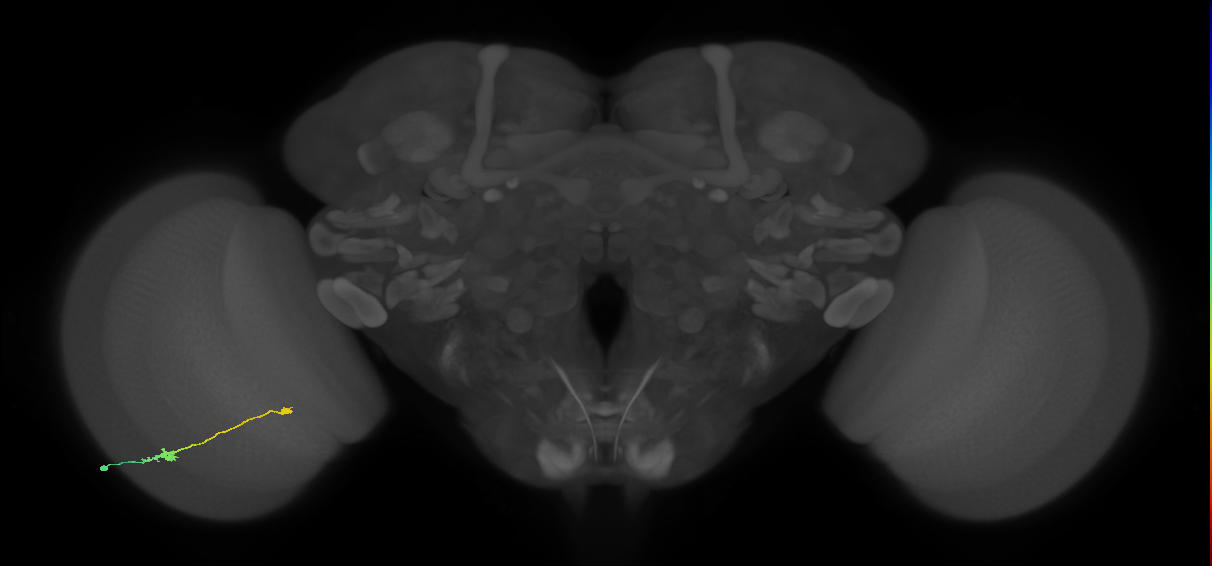 Tm9_L (MaleCNS:83124)