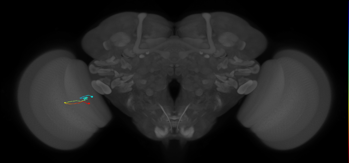Tm9_L (MaleCNS:84469)