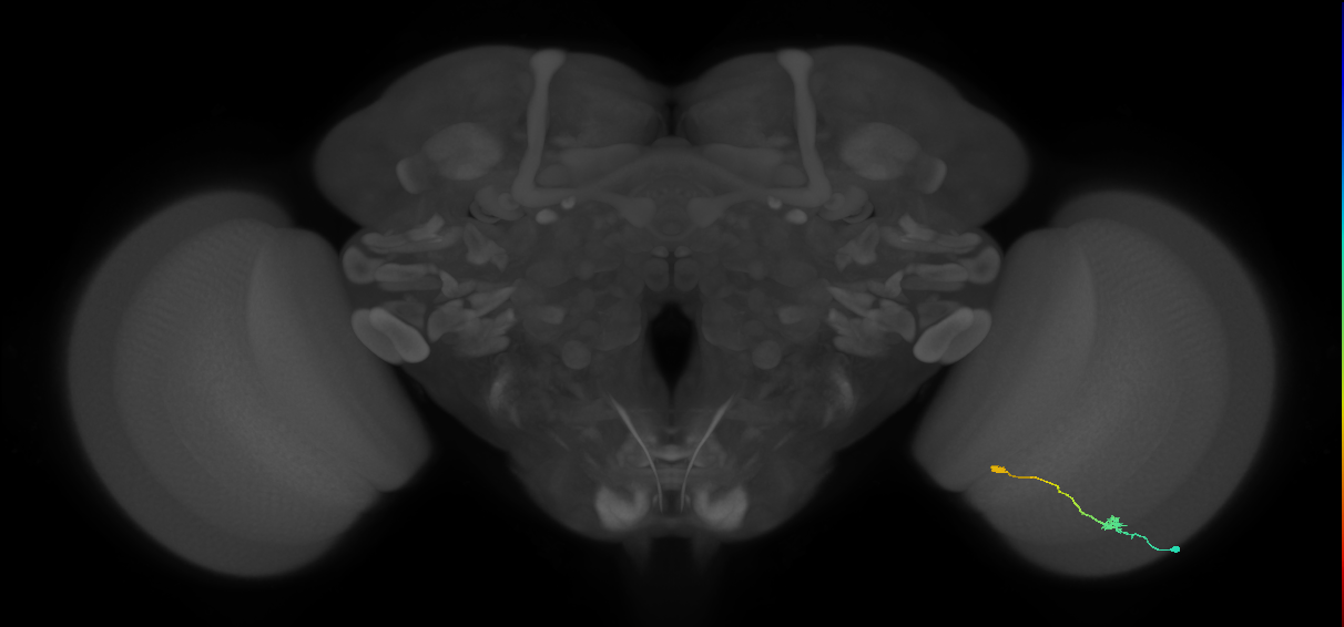 Tm9_R (MaleCNS:89992)