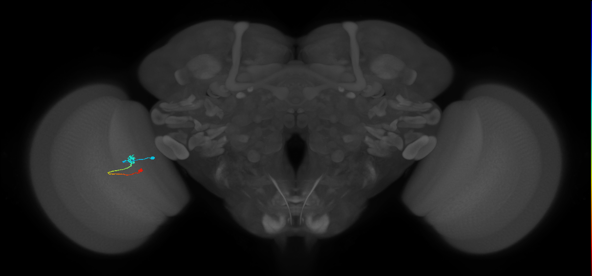Tm9_L (MaleCNS:553812)