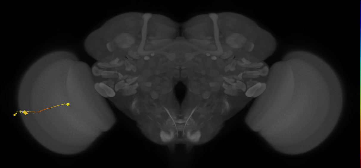 Tm9_L (MaleCNS:78587)