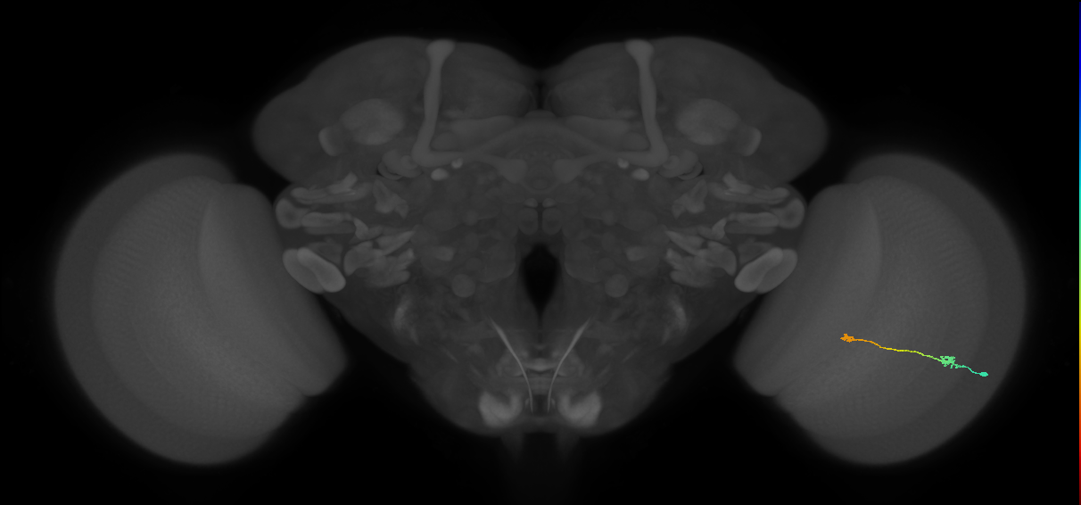 Tm9_R (MaleCNS:92497)