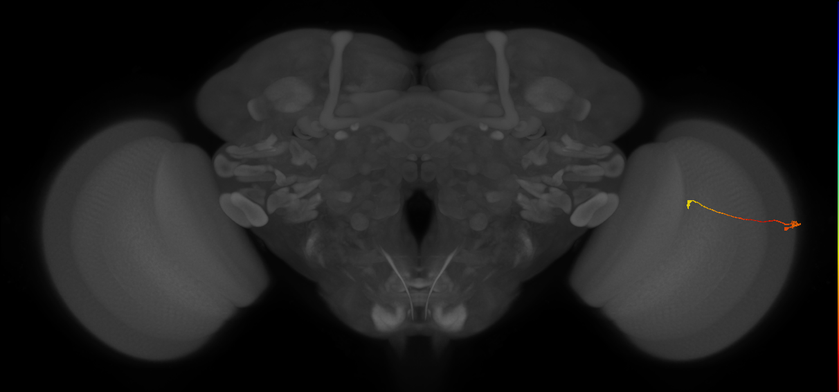 Tm9_R (MaleCNS:146718)