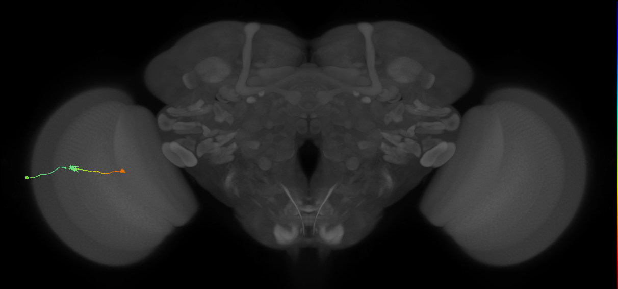 Tm9_L (MaleCNS:157025)